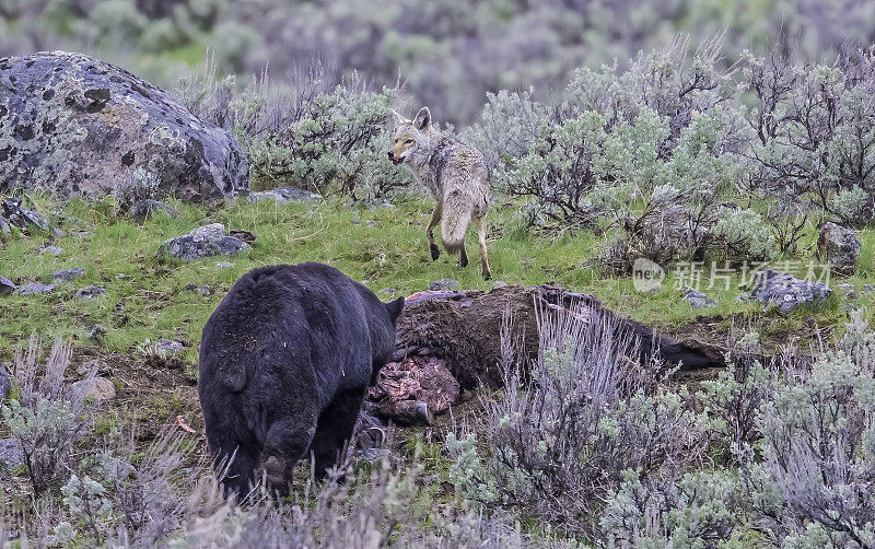 美国黑熊(Ursus americanus)是一种中等体型的熊，原产于北美，在怀俄明州的黄石国家公园发现。在一只郊狼的注视下，吞食一头美洲野牛。